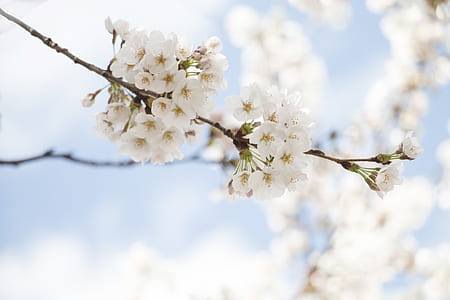 photo of white flowers thumbnail