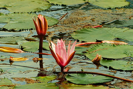 two pink waterlilies thumbnail