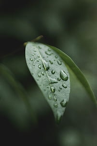 focus photo of leaf with droplets thumbnail