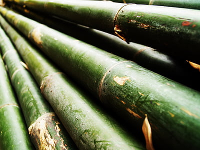 green bamboo thumbnail