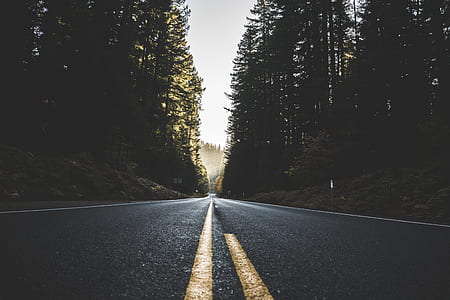 low angle photography of asphalt road between trees thumbnail