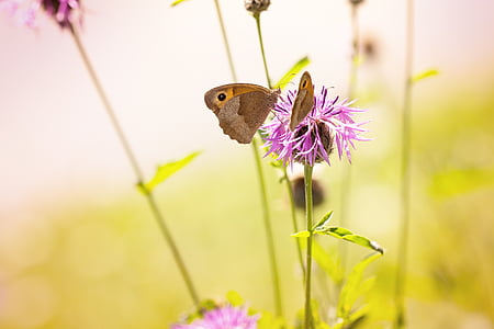 two brown butterflies on pink thistle flower thumbnail