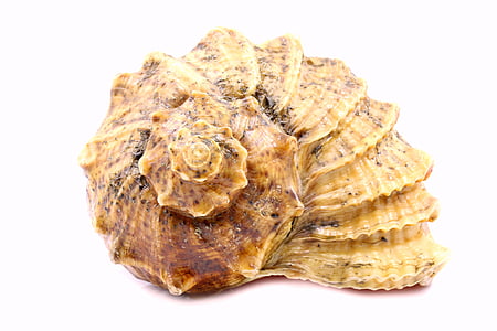 beige seashell thumbnail