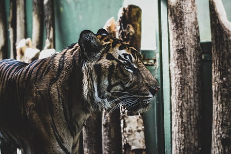 Bengal Tiger Standing Near Wooden Logs thumbnail