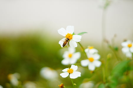 honeybee perching on white flower thumbnail