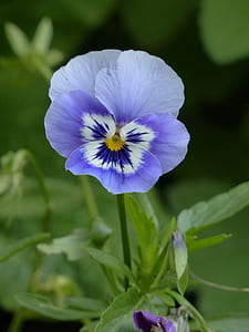 close-up photo of purple and white pansy flower thumbnail