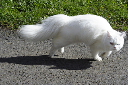 white Persian cat near green grass thumbnail