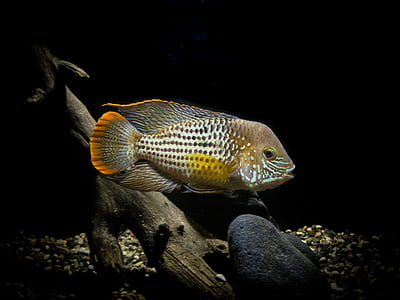 white and brown fish in body of water thumbnail