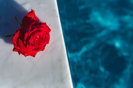 Fresh garden rose on the blue water of a swimming pool on a warm summer day thumbnail