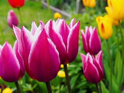 nature, flowers, petals, spring thumbnail