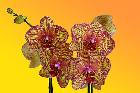 pink-and-yellow moth orchid with orange background thumbnail