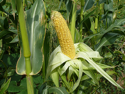 corn field thumbnail