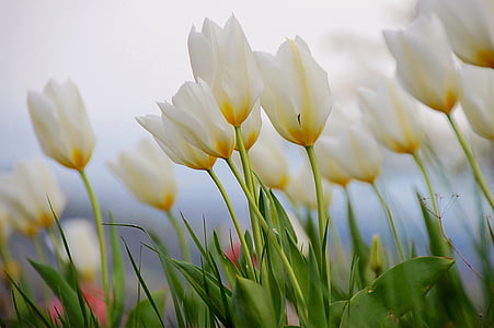 shallow focus photography of white petal flower thumbnail