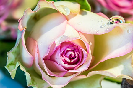 white and pink rose thumbnail