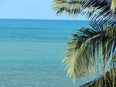 palm tree near body of water thumbnail