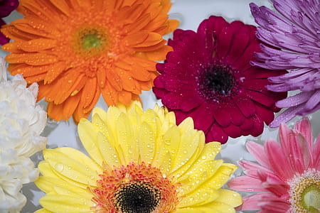 orange, red, and yellow petaled flowers in bloom thumbnail
