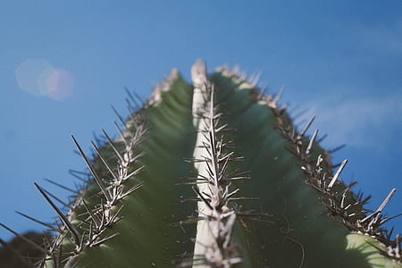 worm's eyeview green cactus during daytimne thumbnail