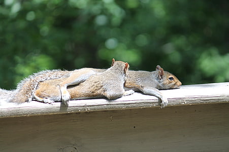 macro photography of squirrel on wooden surface thumbnail