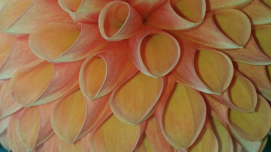 pink and yellow dahlia flower in macro photography thumbnail