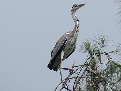 gray bird resting on tree branch at daytime thumbnail