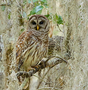 owl standing on tree branch thumbnail