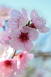 white-and-pink cherry blossoms in close-up photography thumbnail