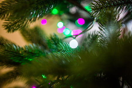 Green Fern Leaves Near Lights thumbnail