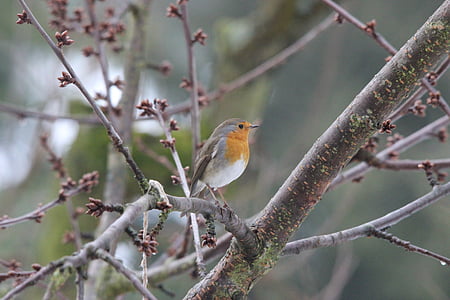 selective focus photo of European robin bird perching on tree thumbnail