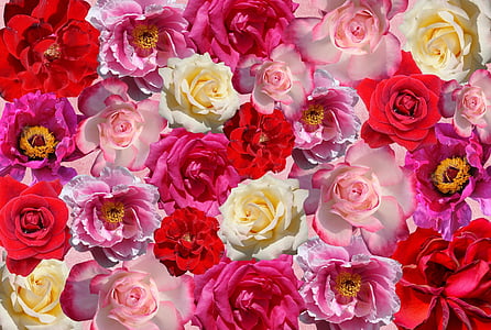 assorted-color flowers illustration thumbnail