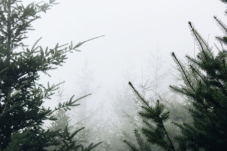 pine trees during foggy daytime thumbnail
