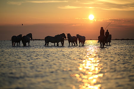 silhouette of animals thumbnail
