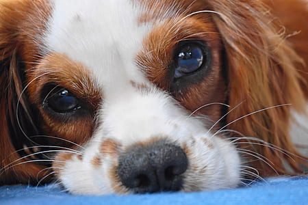 close-up photo of Cavalier King Charles spaniel lying on blue textile thumbnail