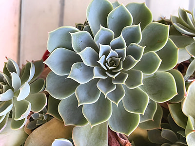 succulent rose cabbage photograph thumbnail