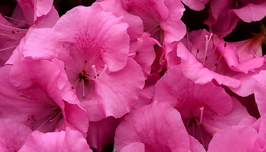 pink flowers thumbnail