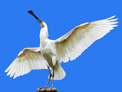 white bird photography during daytime thumbnail