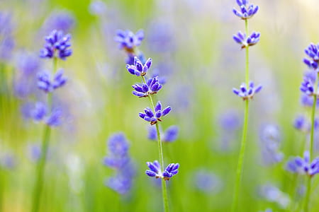 purple flowers thumbnail
