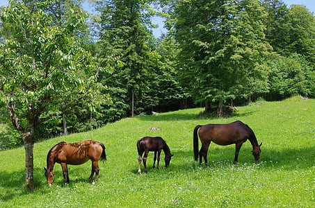photo of three brown horses eating grass near pine trees thumbnail