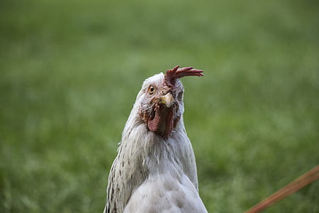 Selective Focus Photography of White Chicken thumbnail