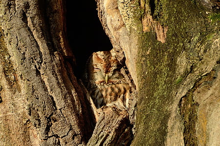 brown insect on tree hole thumbnail
