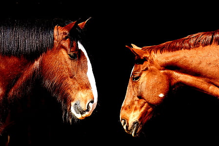 photography of brown horses thumbnail
