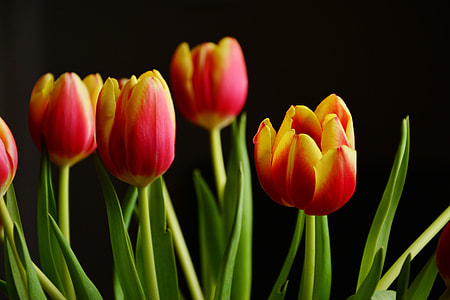 Fresh tulip flowers thumbnail