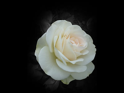 close-up photography of white rose thumbnail