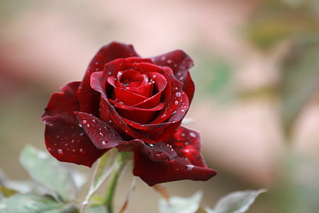 red rose thumbnail