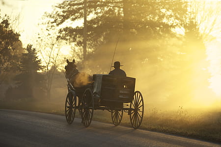 man riding horse buggy during golden hour thumbnail