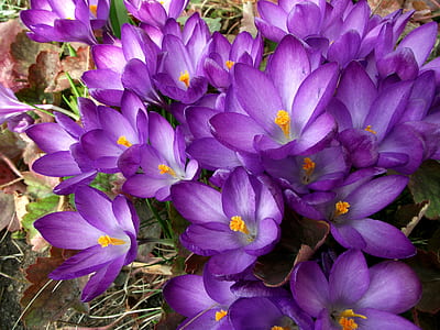 purple petaled flowers thumbnail