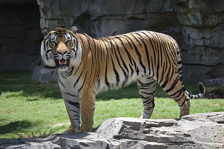 tiger on grass thumbnail