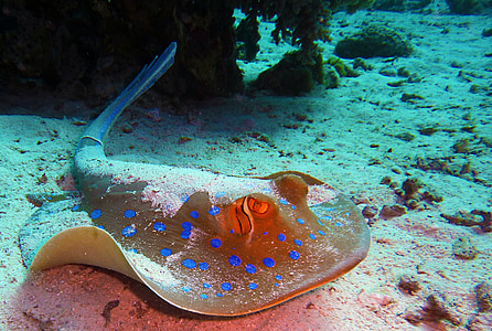 photo of gray and blue spotted manta ray thumbnail