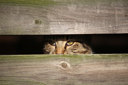brown cat beside brown wood plank thumbnail