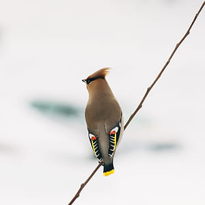 brown cockatiel on tree branch thumbnail