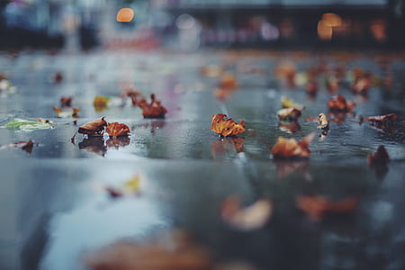 selective focus of fallen leaves on gray ground thumbnail